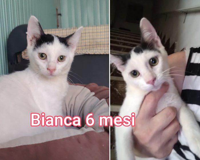 Chiamate per adottare un miao - media 6