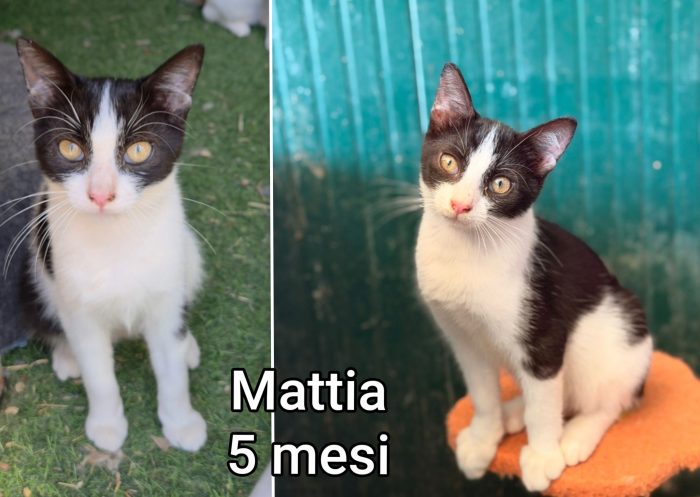 Chiamate per adottare un miao - media 8