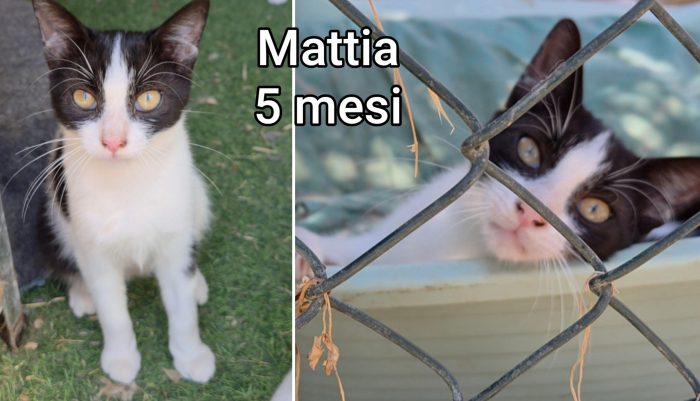 Chiamate per adottare un miao - media 9
