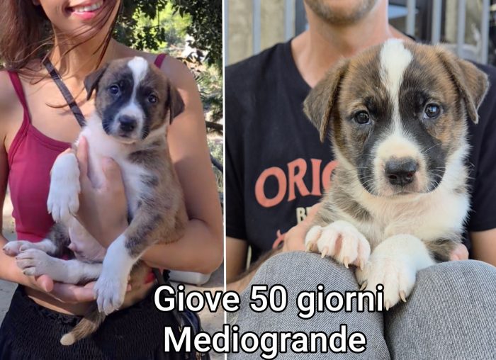 Due mesi: cuccioli da salvare