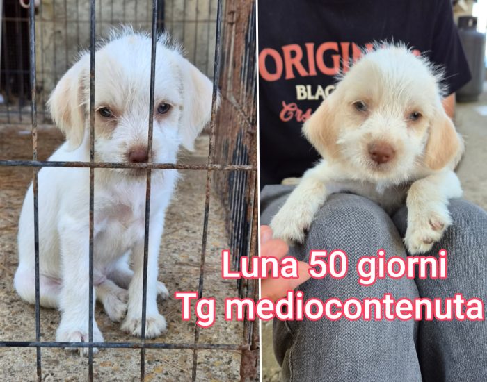 Due mesi: cuccioli da salvare