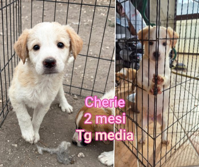 Due mesi: cuccioli da salvare - media 4