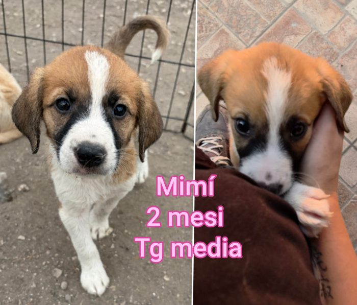 Due mesi: cuccioli da salvare - media 6