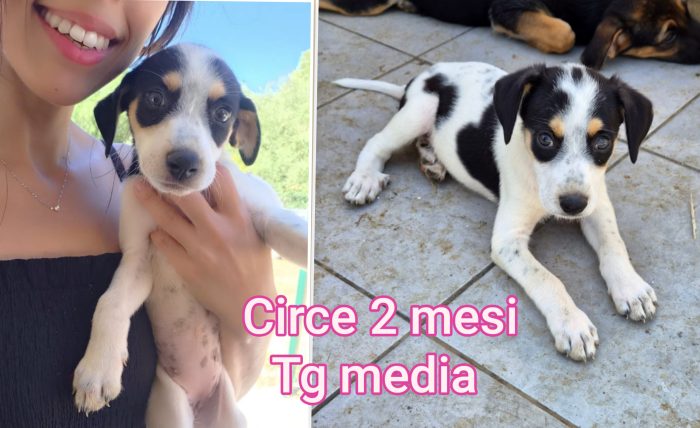 Due mesi: cuccioli da salvare - media 8