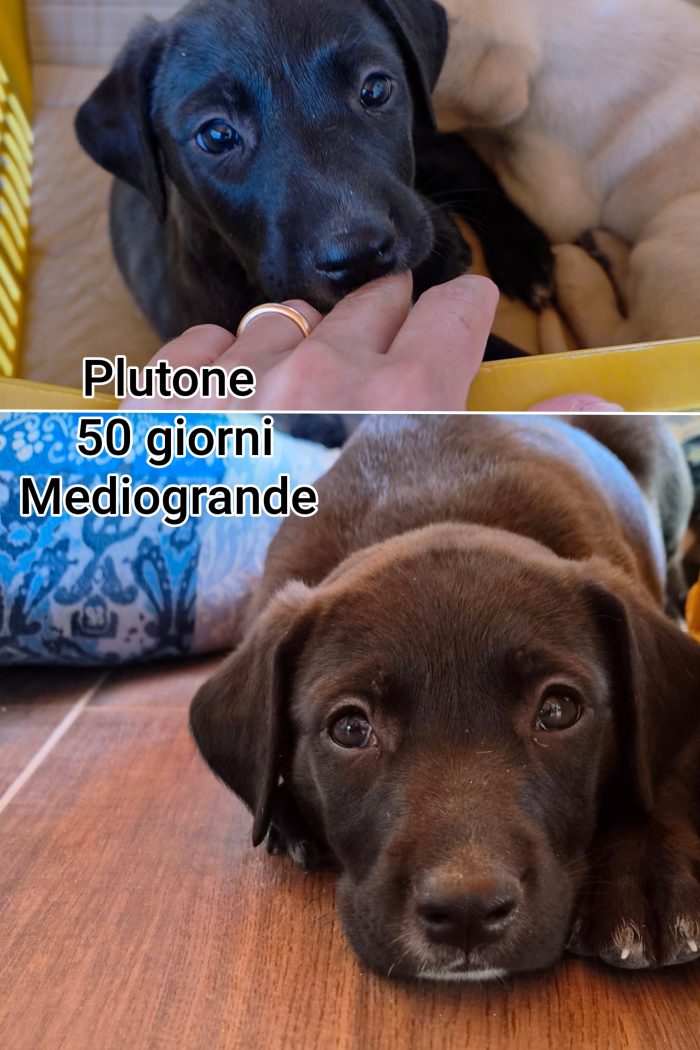 Due mesi: cuccioli da salvare - media 10