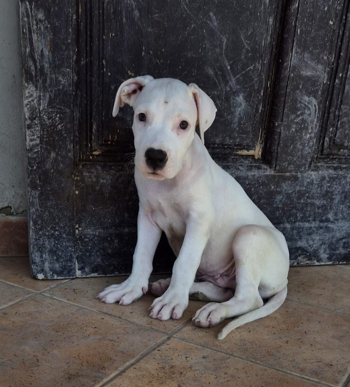 2 mesi: mix dogo/pitbull