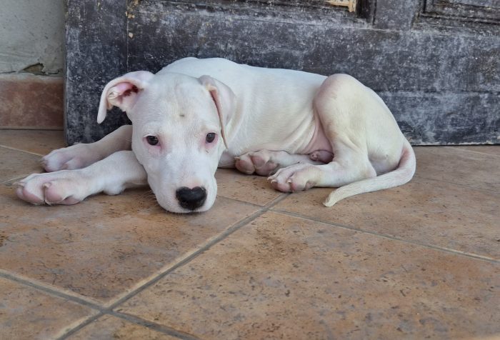 2 mesi: mix dogo/pitbull