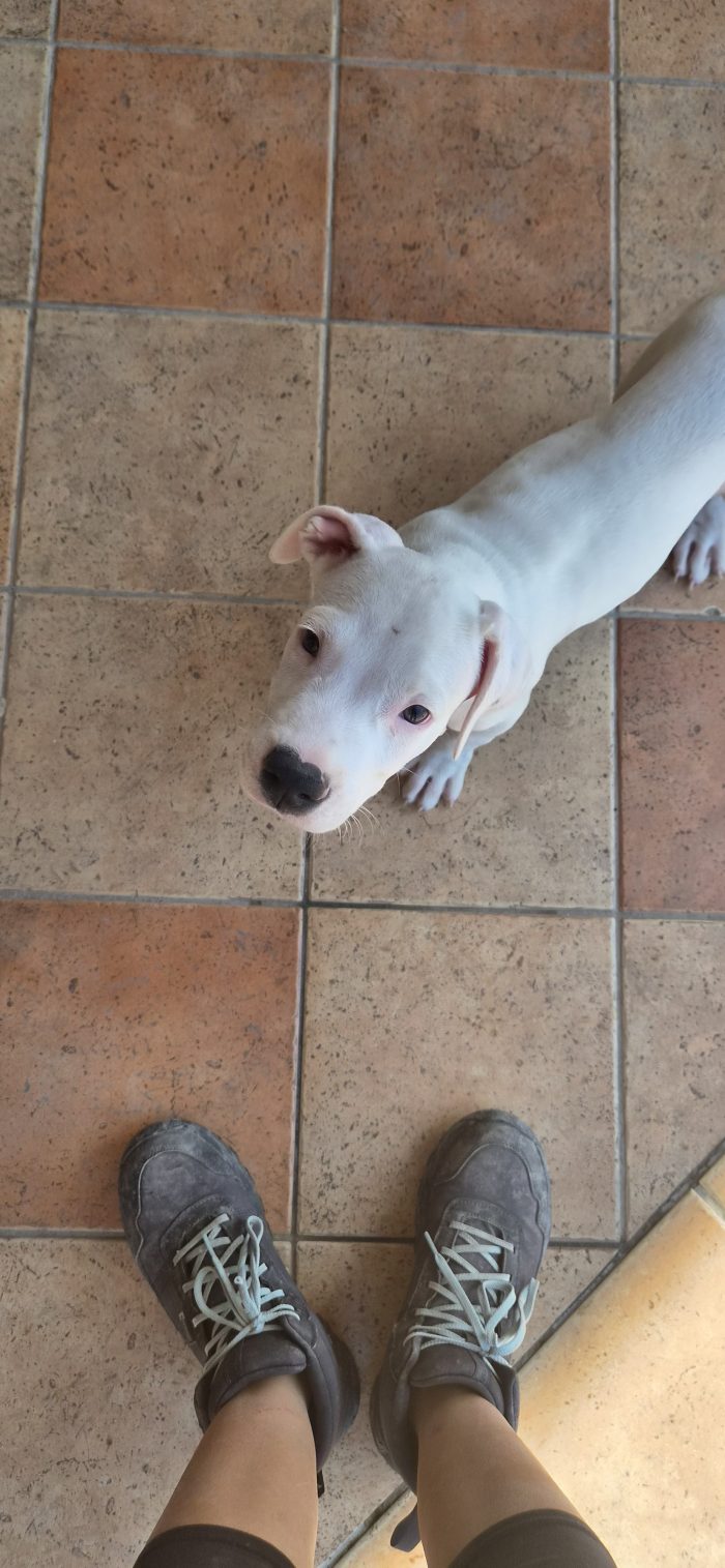 2 mesi: mix dogo/pitbull - media 4