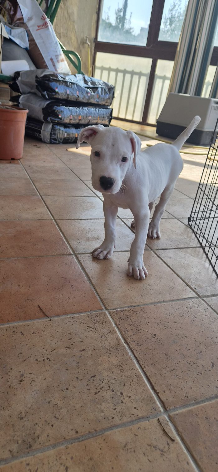 2 mesi: mix dogo/pitbull - media 5