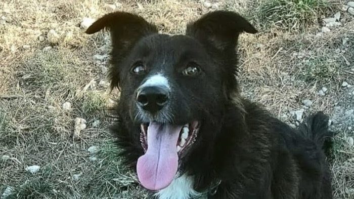 9 mesi, taglia medio piccola 12/15 kg da adulto