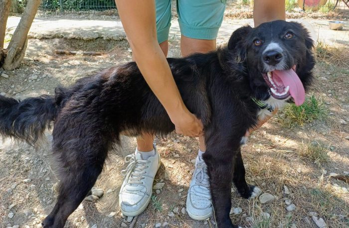 9 mesi, taglia medio piccola 12/15 kg da adulto