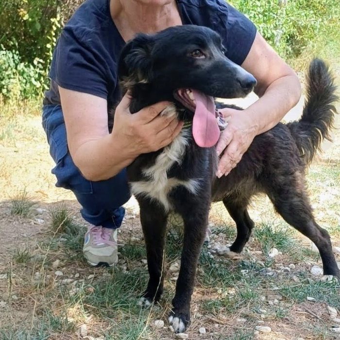 9 mesi, taglia medio piccola 12/15 kg da adulto - media 4