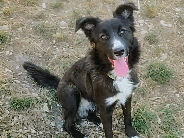 9 mesi, taglia medio piccola 12/15 kg da adulto