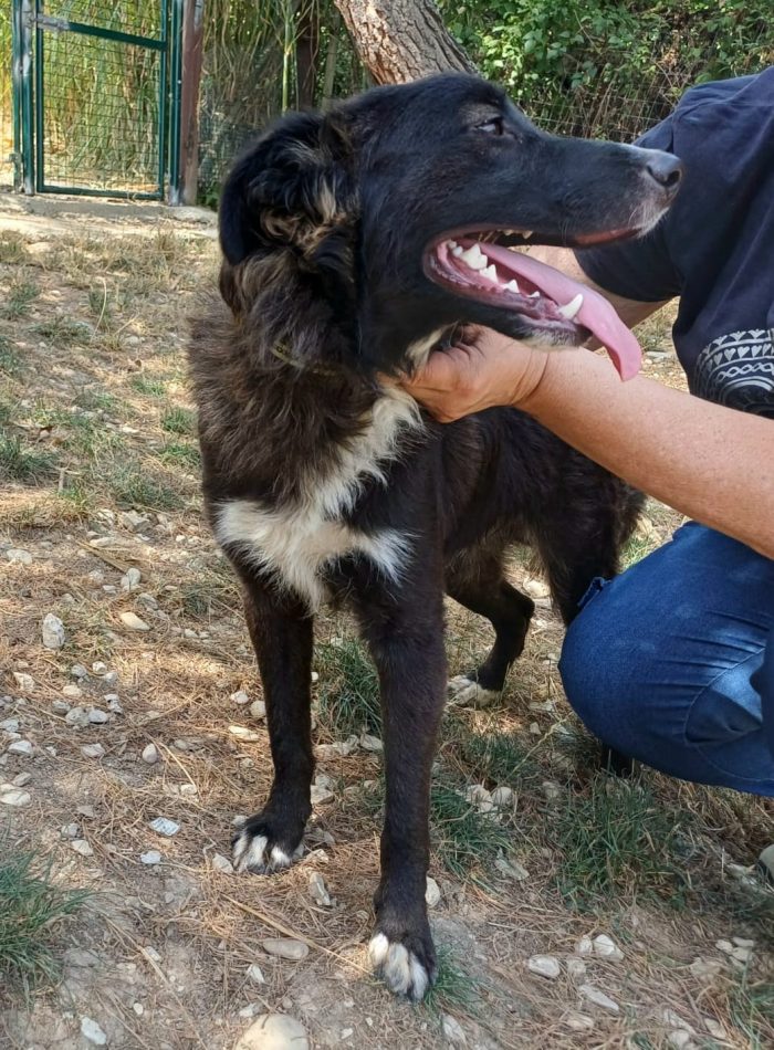 9 mesi, taglia medio piccola 12/15 kg da adulto - media 6