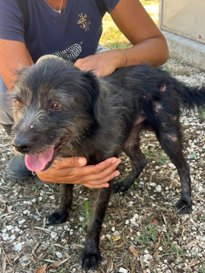 Rosco timido e pacato