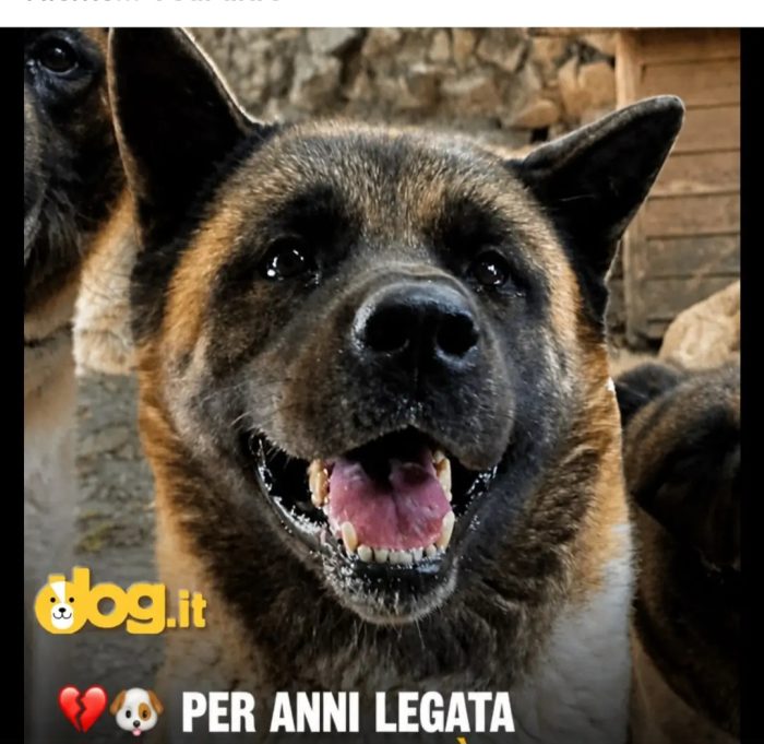 Akita Americana 6anni viveva a catena stressa da non potersi sdraiare!! VERSILIA