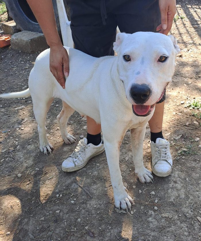 Shiva: pitbullina in cerca di un compagno di vita