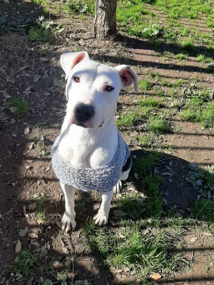 Shiva: pitbullina in cerca di un compagno di vita