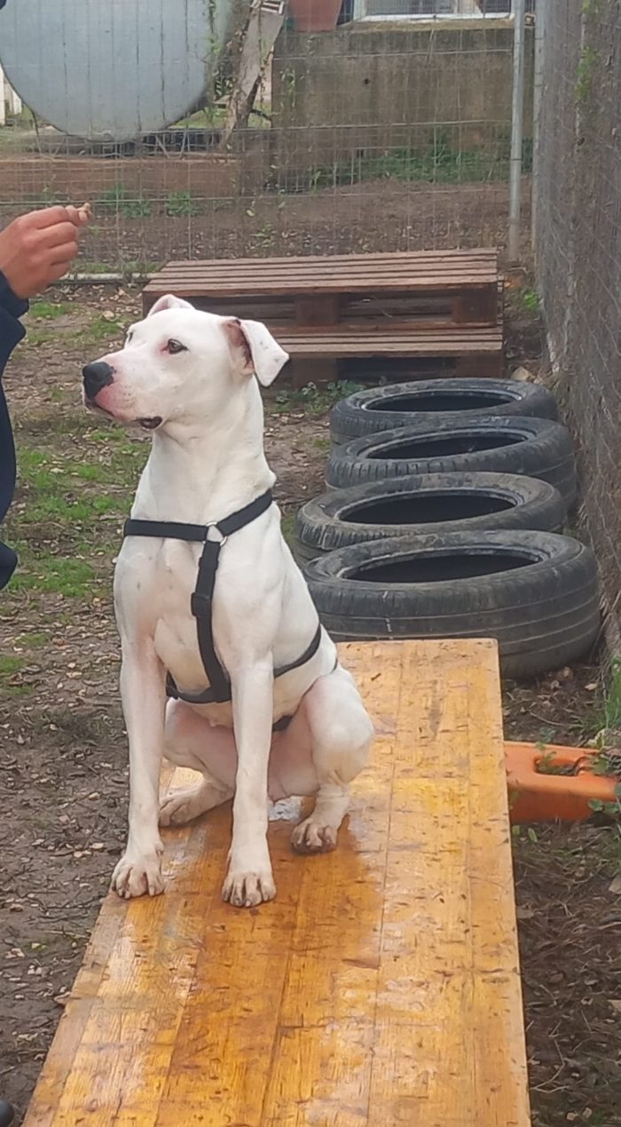 Shiva: pitbullina in cerca di un compagno di vita - media 4