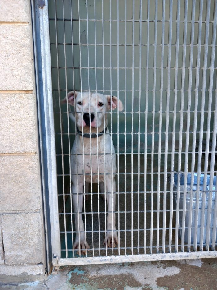 Shiva: pitbullina in cerca di un compagno di vita