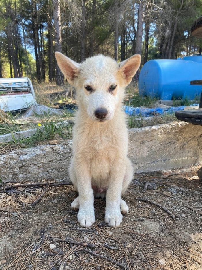 Cucciolo husky - media 4