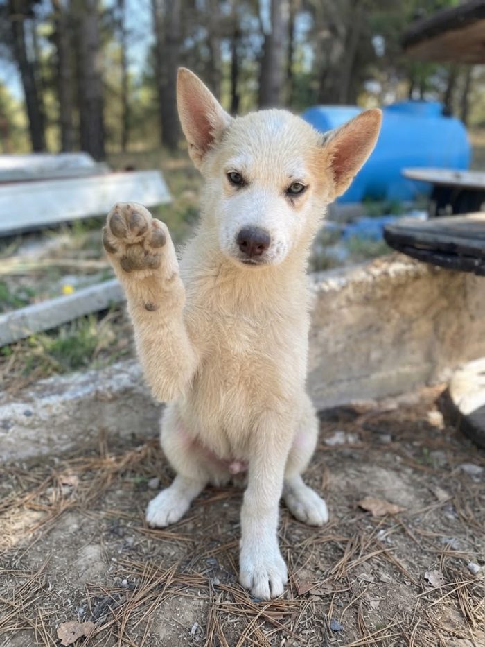 Cucciolo husky