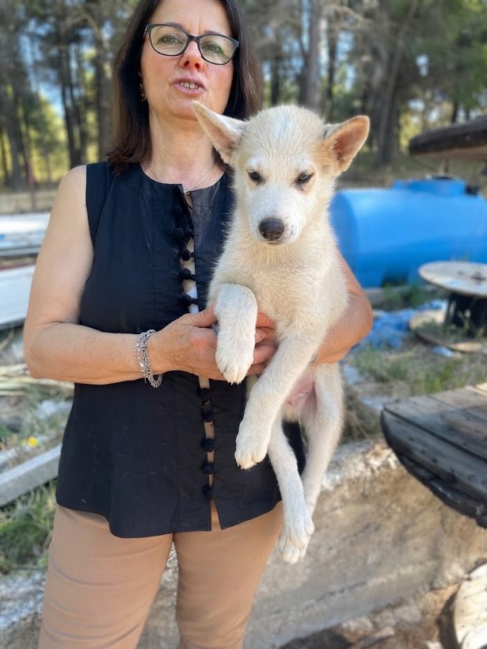 Cucciolo husky