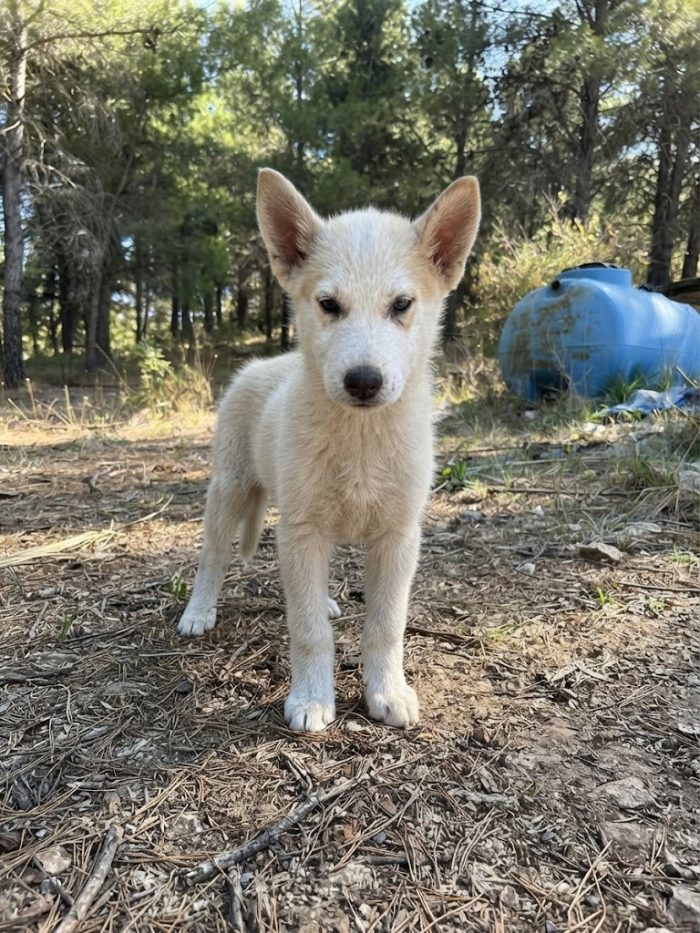 Cucciolo husky - media 5