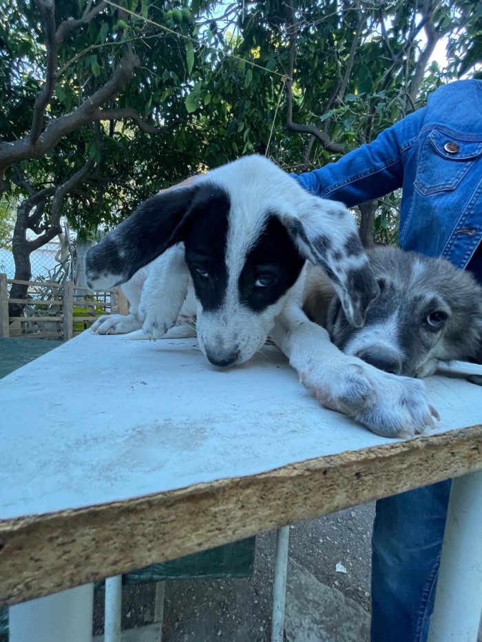 Cucciolotti in cerca di casa