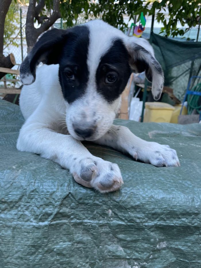 Cucciolotti in cerca di casa - media 4