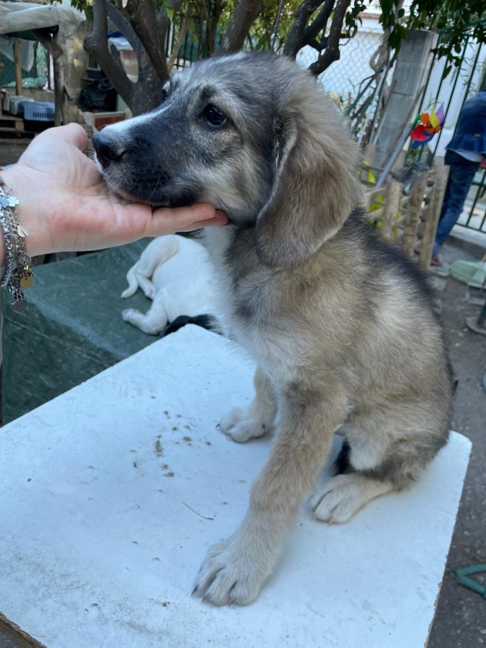 Cucciolotti in cerca di casa - media 6