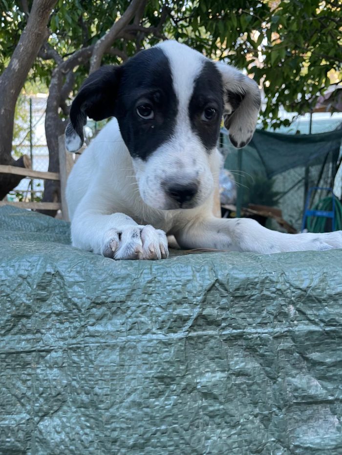 Cucciolotti in cerca di casa - media 7