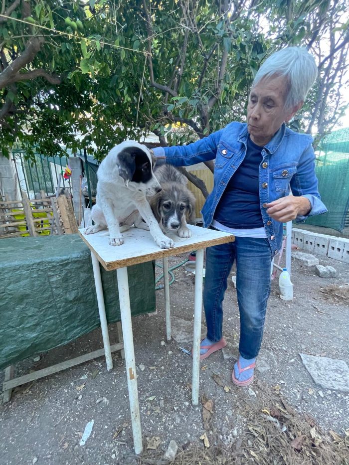 Cucciolotti in cerca di casa - media 8