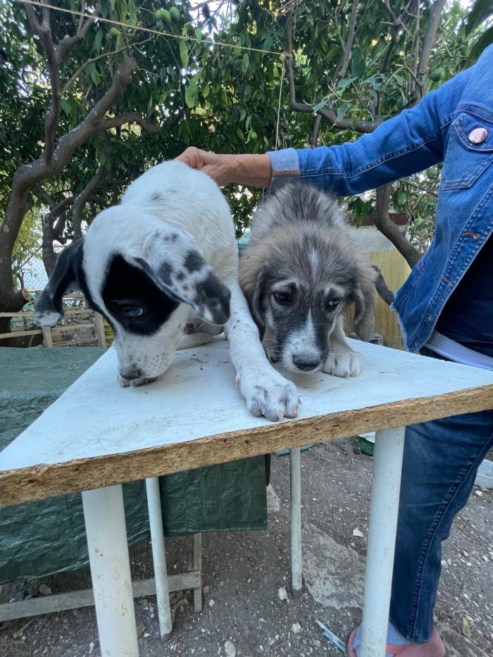 Cucciolotti in cerca di casa - media 9
