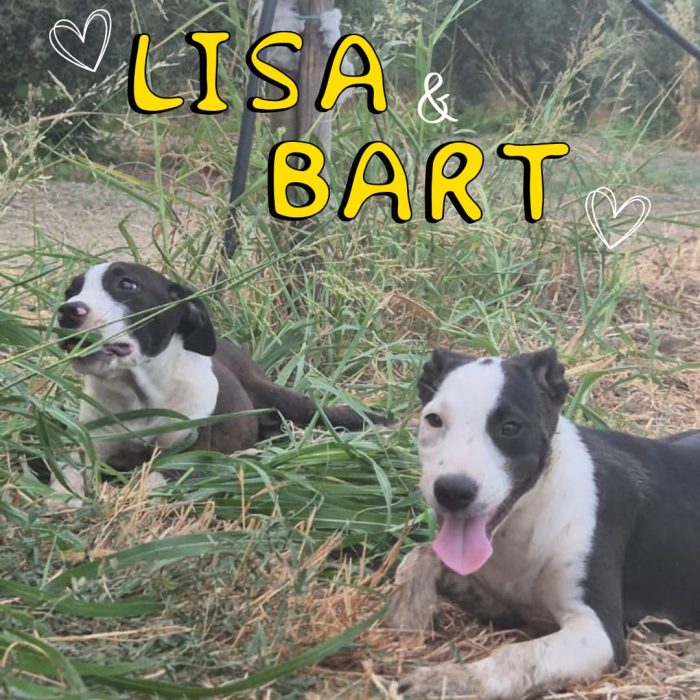 Lisa e Bart... Vi aspettano!!!