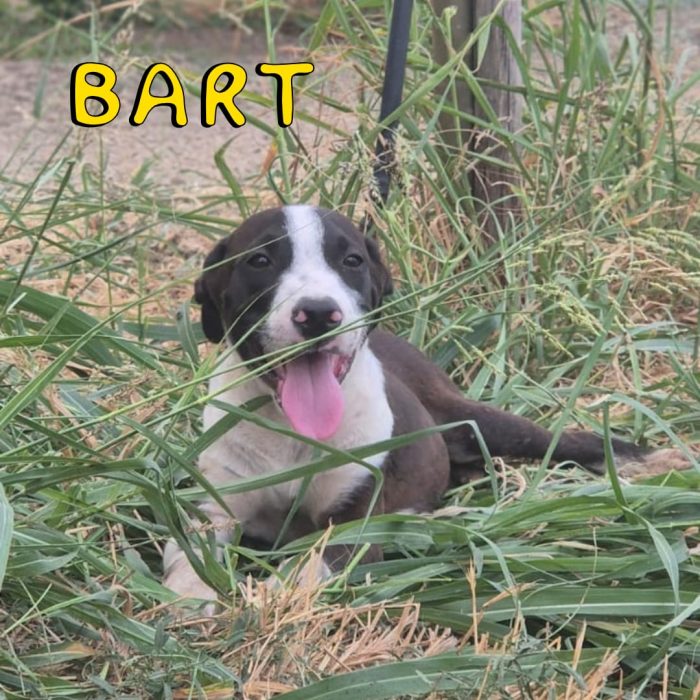 Bart e sorella vi aspettano