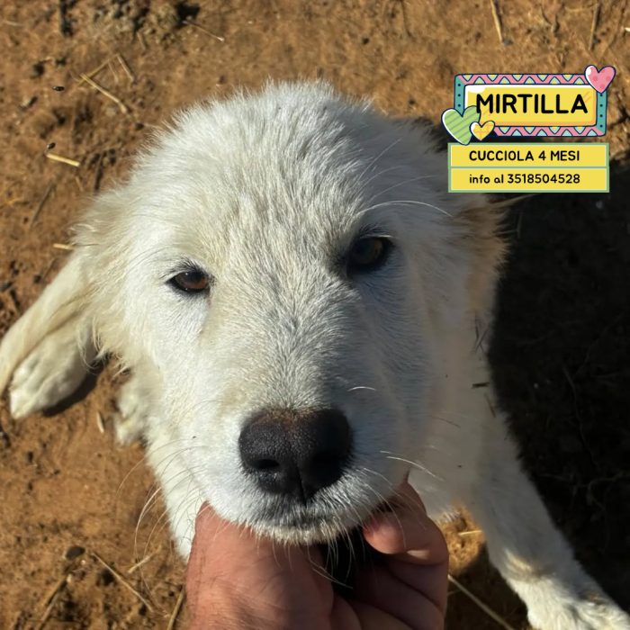 Mirtilla dolce cucciola 4 mesi cerca casa - futura taglia media