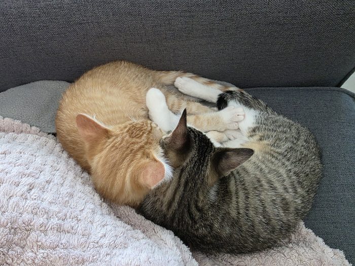 Freddy e Lucy, dolcissimi e inseparabili