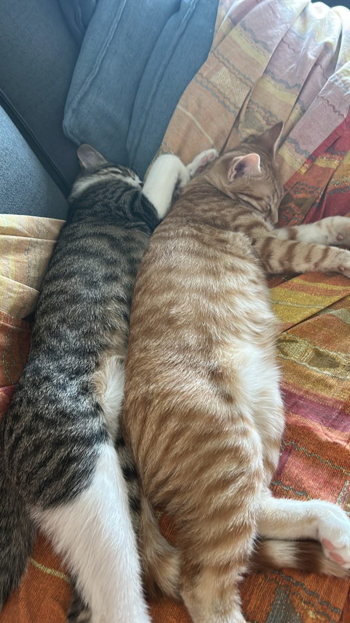 Freddy e Lucy, dolcissimi e inseparabili - media 8