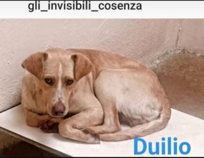 Duilio 4anni invisibile in 1triste canile. COSENZA