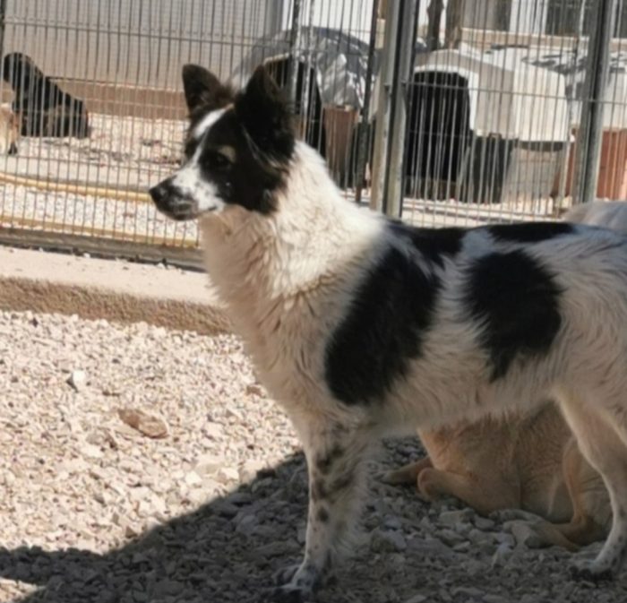 Ennio 4anni il suo eterno amico adottato..lui tristissimo in canile BARI