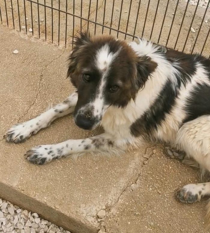 Ennio 4anni il suo eterno amico adottato..lui tristissimo in canile BARI