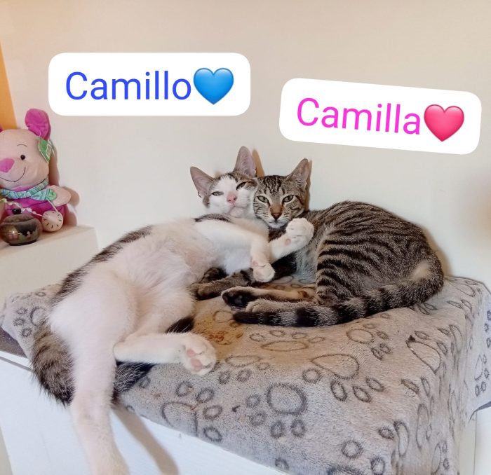 Gattini dolcissimi cercano casa