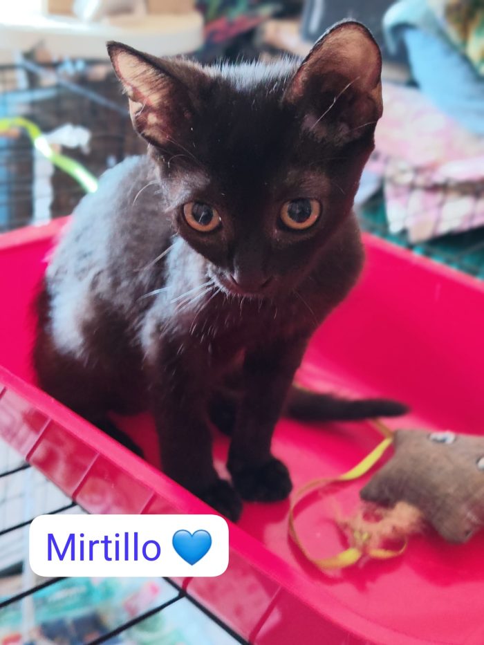Gattini dolcissimi cercano casa - media 4