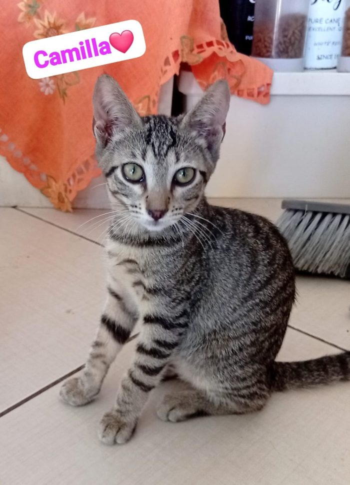 Gattini dolcissimi cercano casa - media 7