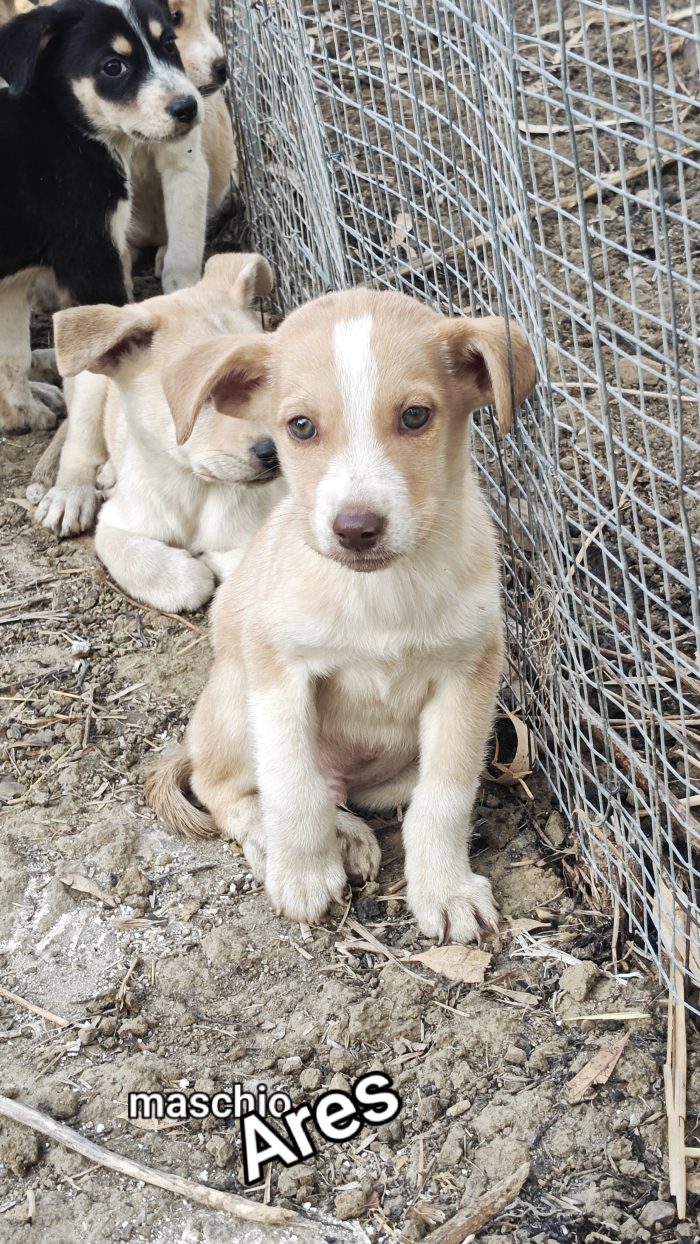 Ares cucciolo mesi 2