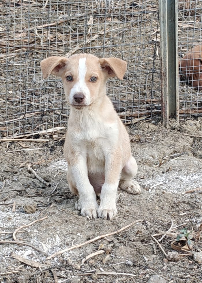 Ares cucciolo mesi 2