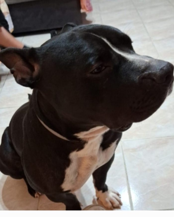 American Bully  3anni e la sua triste ed assurda e sfigata vita!!! ALESSANDRIA - media 7