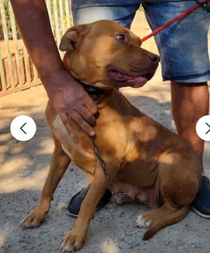 Tecla Pitbull Red Nose 2anni e 1/2 buona e sfortunata.PROV VARESE