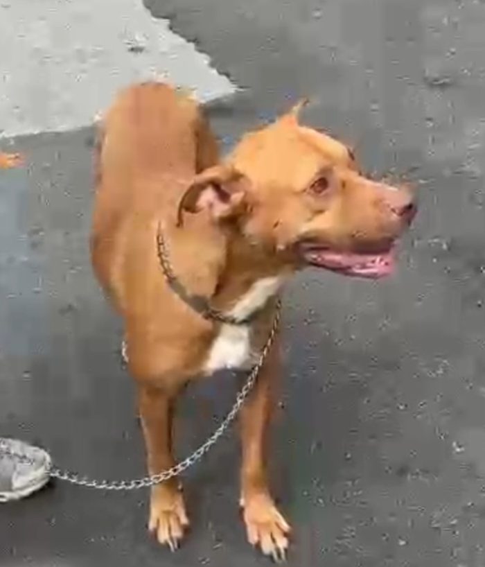 Tecla Pitbull Red Nose 2anni e 1/2 buona e sfortunata.PROV VARESE - media 4